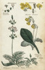 Cowslip Or Primrose And Water Violet Poster Print By ® Florilegius / Mary Evans - Item # VARMEL10935947