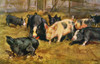 Chicken & Pigs Poster Print By Mary Evans Picture Library/Peter & Dawn Cope Collection - Item # VARMEL10981968