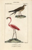 Collared Pratincole  Glareola Pratincola  Andà Poster Print By ® Florilegius / Mary Evans - Item # VARMEL10938966