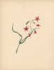 Trailing Arbutus Or Mayflower With Pink Flowersà Poster Print By ® Florilegius / Mary Evans - Item # VARMEL10934569