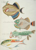 Colourful Illustration Of Three Fish And A Crustacean Poster Print By Mary Evans / Natural History Museum - Item # VARMEL10708250