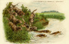 Otter Hunting Poster Print By Mary Evans Picture Library/Peter & Dawn Cope Collection - Item # VARMEL10804454