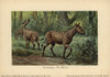 Hypohippus  Extinct Genus Of Three-Toed Horse Poster Print By ® Florilegius / Mary Evans - Item # VARMEL10937734