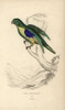 Cape Parakeet  Psittacus Capensis Poster Print By ® Florilegius / Mary Evans - Item # VARMEL10939095