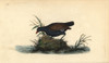 Common Moorhen  Gallinula Chloropus Poster Print By ® Florilegius / Mary Evans - Item # VARMEL10936227