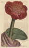 Salmon-Colored Blood Flower  Native Of Southà Poster Print By ® Florilegius / Mary Evans - Item # VARMEL10934823