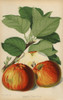 Apple Variety  Tom Put  Malus Domestica Poster Print By ® Florilegius / Mary Evans - Item # VARMEL10936683
