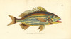 Boulenger'S Anthias  Sacura Boulengeri Poster Print By ® Florilegius / Mary Evans - Item # VARMEL10940703