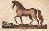 Horse   Equus Caballus Poster Print By ® Florilegius / Mary Evans - Item # VARMEL10941203