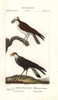 Osprey  Pandion Haliaetus  And Caracara  Caracara Plancus Poster Print By ® Florilegius / Mary Evans - Item # VARMEL10936176