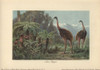 Moa Birds  Dinornis Robustus  Being Huntedà Poster Print By ® Florilegius / Mary Evans - Item # VARMEL10937703