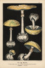 False Death Cap  Amanita Citrina  Agaricus Mappa  Poisonous Poster Print By ® Florilegius / Mary Evans - Item # VARMEL10939288