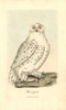 Snowy Owl  Bubo Scandiacus Poster Print By ® Florilegius / Mary Evans - Item # VARMEL10937310