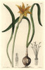 Golden Flame-Lily   Pyrolirion Arvense Poster Print By ® Florilegius / Mary Evans - Item # VARMEL10935254