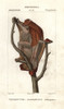 Sunda Flying Lemur  Galeopterus Variegatus Poster Print By ® Florilegius / Mary Evans - Item # VARMEL10936113