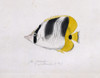 Chaetodon Ulietensis  Pacific Double-Saddle Butterflyfish Poster Print By Mary Evans / Natural History Museum - Item # VARMEL10706798