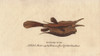 Horned Fish Or Longhorn Cowfish  Lactoria Cornuta Poster Print By ® Florilegius / Mary Evans - Item # VARMEL10941054