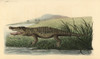 American Crocodile  Crocodylus Acutus Vulnerable Poster Print By ® Florilegius / Mary Evans - Item # VARMEL10940746