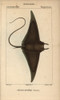 Devil Fish Or Giant Devil Ray  Mobula Mobular Poster Print By ® Florilegius / Mary Evans - Item # VARMEL10938386