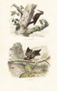 Treecreeper And Wryneck Poster Print By ® Florilegius / Mary Evans - Item # VARMEL10935759