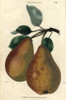 Ripe Fruit And Leaves Of Brown Beurre Pear  Pyrus Communis Poster Print By ® Florilegius / Mary Evans - Item # VARMEL10939413