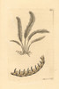 Sea Pen  Pennatula Phosphorea- Poster Print By ® Florilegius / Mary Evans - Item # VARMEL10940722