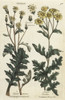 Sticky Groundsel  Senecio Viscosus  And Ragwortà Poster Print By ® Florilegius / Mary Evans - Item # VARMEL10935973