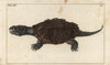 Common Snapping Turtle  Chelydra Serpentina Poster Print By ® Florilegius / Mary Evans - Item # VARMEL10941733