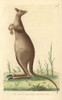 Great Kanguroo Or Eastern Grey Kangaroo  Macropus Giganteus Poster Print By ® Florilegius / Mary Evans - Item # VARMEL10940854