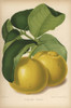 Imperial Lemon Cultivar  Citrus X Limon Poster Print By ® Florilegius / Mary Evans - Item # VARMEL10936656