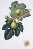 Ficus Carica  Fig Poster Print By Mary Evans / Natural History Museum - Item # VARMEL10706849