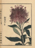 Plumed Cockscomb Variety  Celosia Argentea Poster Print By ® Florilegius / Mary Evans - Item # VARMEL10938740