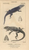 Armadillo Girdled Lizard  Cordylus Cataphractusà Poster Print By ® Florilegius / Mary Evans - Item # VARMEL10938458