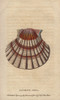 Jacobine Shell Or Scallop  Pectens Or Escallops Poster Print By ® Florilegius / Mary Evans - Item # VARMEL10940994