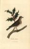 Redwing  Turdus Iliacus Perched On A Hollyà Poster Print By ® Florilegius / Mary Evans - Item # VARMEL10937403