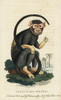 Red-Handed Tamarin  Saguinus Midas Poster Print By ® Florilegius / Mary Evans - Item # VARMEL10937878 Red-Handed Tamarin  Saguinus Midas Poster Print By ® Florilegius / Mary Evans - Item # VARMEL10937878