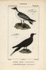 Cape Petrel  Daption Capense  And Arctic Skuaà Poster Print By ® Florilegius / Mary Evans - Item # VARMEL10938909