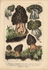 Yellow Morel  Morchella Esculenta  And Greenà Poster Print By ® Florilegius / Mary Evans - Item # VARMEL10939329