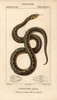 Viperine Water Snake  Natrix Maura Poster Print By ® Florilegius / Mary Evans - Item # VARMEL10938372