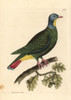 Black-Naped Fruit Dove  Ptilinopus Melanospilus Poster Print By ® Florilegius / Mary Evans - Item # VARMEL10940802
