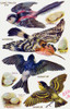 Birds On The Wing Cut Out Poster Print By Mary Evans Picture Library/Peter & Dawn Cope Collection - Item # VARMEL11066197