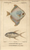 Silver Moony  Monodactylus Argenteus  And Pompanoà Poster Print By ® Florilegius / Mary Evans - Item # VARMEL10938403
