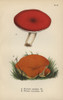 Emetic Mushroom  Russula Emetica 1  And Orangeà Poster Print By ® Florilegius / Mary Evans - Item # VARMEL10935593