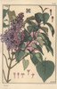 Lilac Botanical Study Poster Print By ® Florilegius / Mary Evans - Item # VARMEL10937534