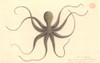 Octopus Poster Print By Mary Evans / Natural History Museum - Item # VARMEL10707707