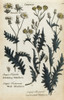 Stinking Maithen  Wall Maithen  And Laciniated Maithen Poster Print By ® Florilegius / Mary Evans - Item # VARMEL10935887