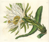 Strawberry Pear Cactus  Hylocereus Trigonus Poster Print By ® Florilegius / Mary Evans - Item # VARMEL10935330