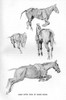 Sketches By Cecil Aldin  Time I Was Dead Poster Print By Mary Evans Picture Library - Item # VARMEL10981515