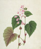 Begonia Sp. Poster Print By Mary Evans / Natural History Museum - Item # VARMEL10707172