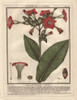 Common Tobacco  Nicotiana Tabacum Poster Print By ® Florilegius / Mary Evans - Item # VARMEL10935832 Common Tobacco  Nicotiana Tabacum Poster Print By ® Florilegius / Mary Evans - Item # VARMEL10935832